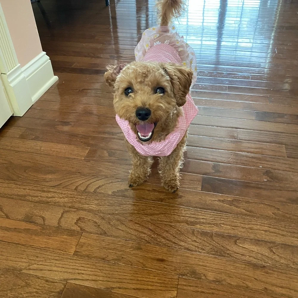 Cute pet dresses